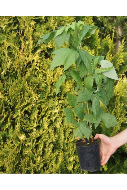 Малина жовта ‘Олл Голд’|Rubus idaeus ‘All Gold’|Малина желтая ‘Олл Голд’